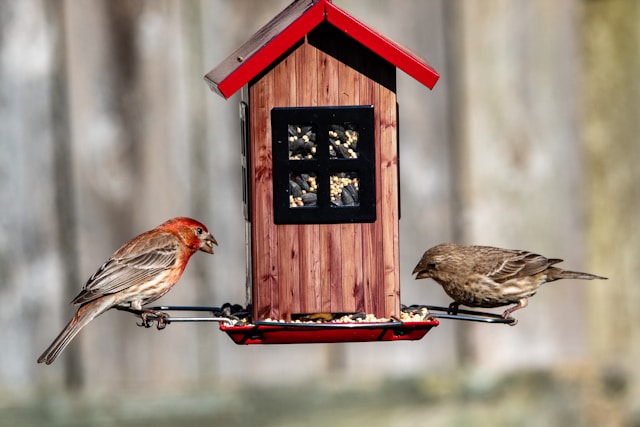 How to Build a Bird Feeder Out of Wood?